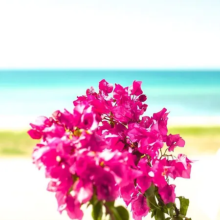 Bouganvillia Homes